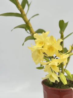 Imagen de Dendrobium Amarillo tipo Nobile