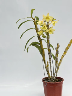 Dendrobium Amarillo tipo Nobile en internet