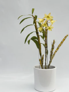 Dendrobium Amarillo tipo Nobile