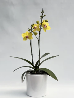 Phalaenopsis Amarilla Doble - comprar online