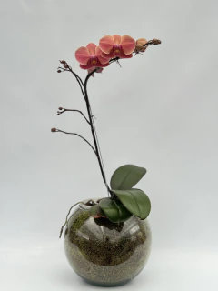 Phalaenopsis Coral Simple - Ogata Orquideas