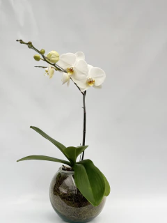 Phalaenopsis Blanca Simple en internet