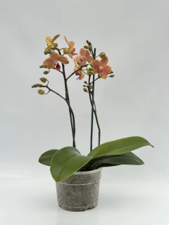 Phalaenopsis Naranja MIDI - comprar online