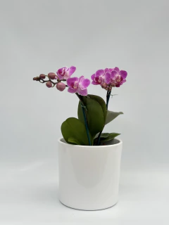 Phalaenopsis Rosa MIDI en internet
