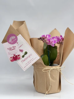Phalaenopsis Rosa MIDI - comprar online
