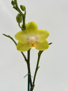 Phalaenopsis Amarilla MIDI - Ogata Orquideas
