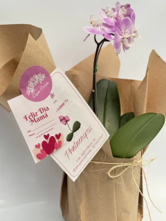 Phalaenopsis Moteada Oportunidad + Portamacetas - tienda online