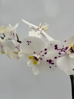 Phalaenopsis Manchas Oportunidad + Portamacetas - comprar online