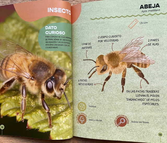 Guia de campo para identificar bichos de ciudad - Editorial Albatros