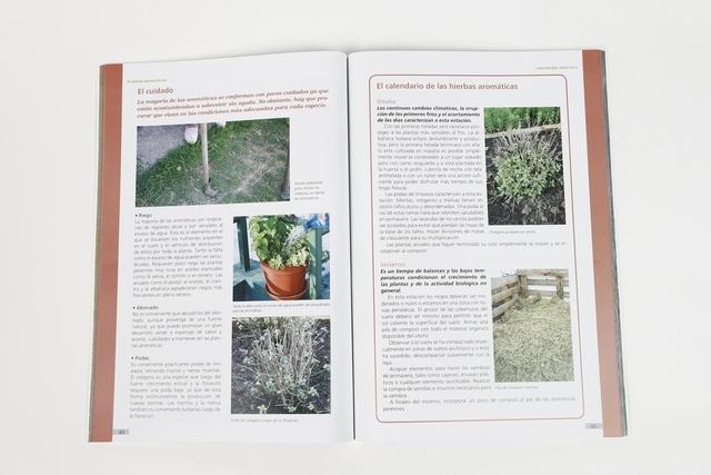 Plantas aromáticas en internet