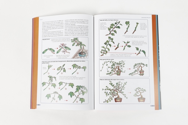 Bonsai - Editorial Albatros