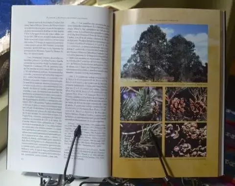 Pinos, ornamentales y forestales - comprar online