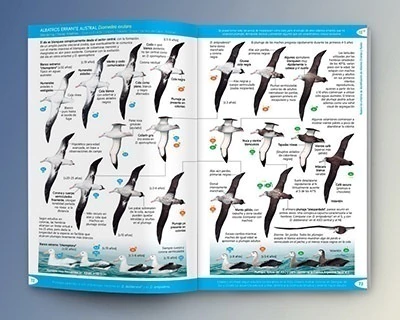 Aves Marinas del Atlántico Sudoccidental en internet