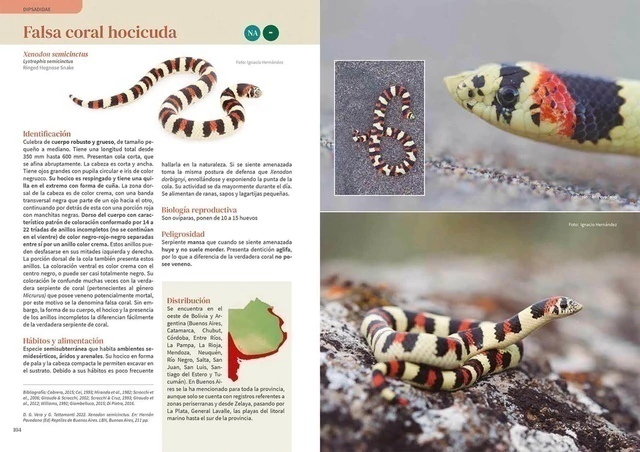 Reptiles de Buenos Aires - comprar online