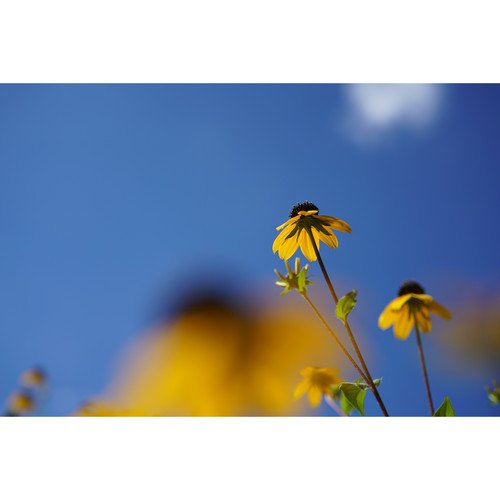 Sony E-mount / FE 50mm F2.8 MACRO