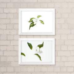 Kit de Quadros Flores Brancas