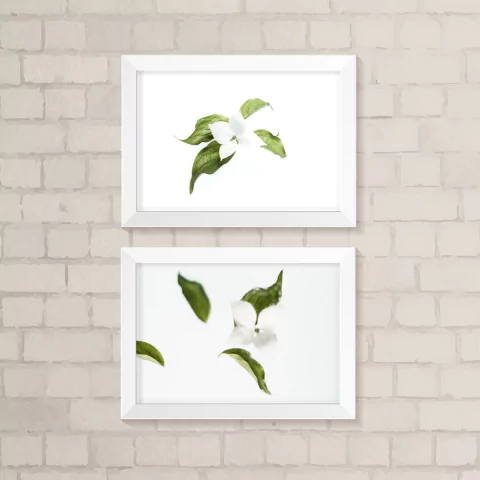 Kit de Quadros Flores Brancas