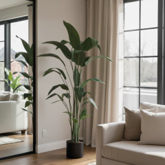 PLANTA ALORA en internet