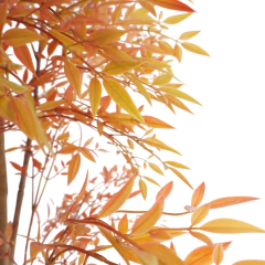 PLANTA KAIRO - tienda online