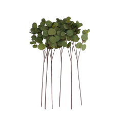 Planta Eucaliptos en internet