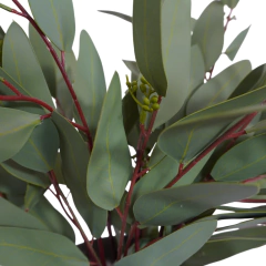 Planta Eucaliptos - tienda online