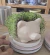 Germinador en internet