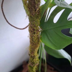 Tutor de musgo para plantas en internet