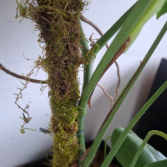 Tutor de musgo para plantas - comprar online