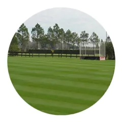 Semillas De Cesped - Festuca Excel Ii