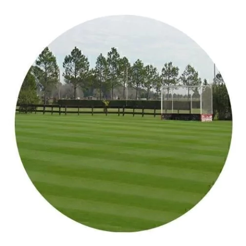 Semillas De Cesped - Festuca Excel Ii