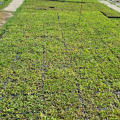 Imagen de Bandeja por 72 plantines de Grama bahiana