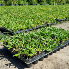 Bandeja por 72 plantines de Grama bahiana - comprar online