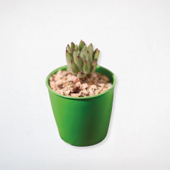 Maceta de plastico Berta - Nuevo Vivero Hanasono