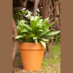 Mini maceta De Barro Terracota Comun N° 5 - tienda online