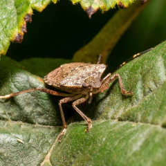 Mamboreta Z - Insecticida Oruguicida - tienda online