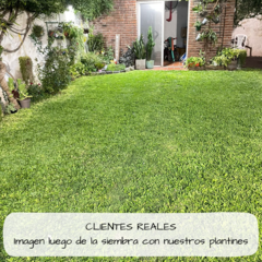 Bandeja por 72 plantines de Grama bahiana - tienda online