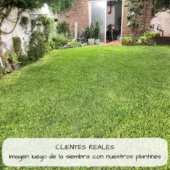 Grama bahiana - Bandeja por 72 plantines - tienda online