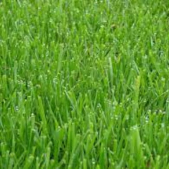 Semillas De Cesped - Rye Grass Anual