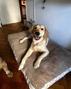 Pierre - Pequeño Retoño