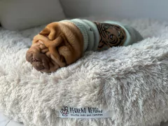 Amelie - comprar online