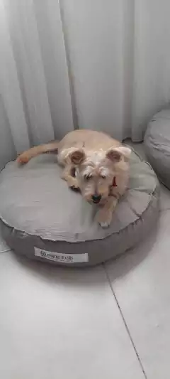 Coco - comprar online