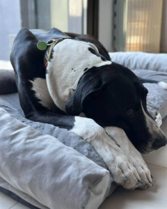 Bali - comprar online