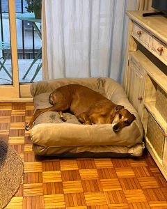 Bali - tienda online