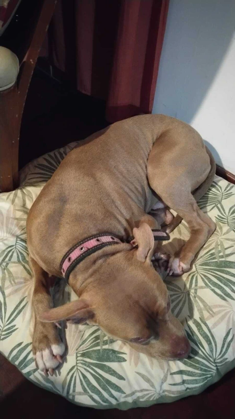 Mumi colchoneta