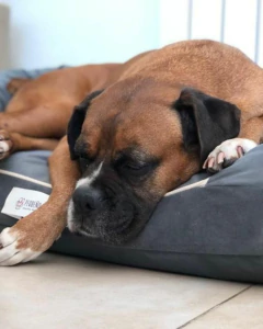 Funda Momo - comprar online