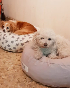 Baul de Ofertas - Pequeño Retoño