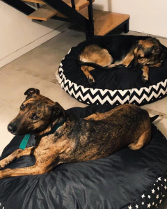 Fidel - Pequeño Retoño