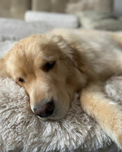 Pierre - Pequeño Retoño