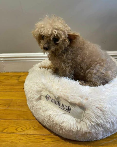 Amelie - comprar online