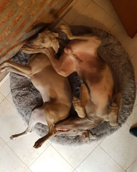 Amelie - Pequeño Retoño